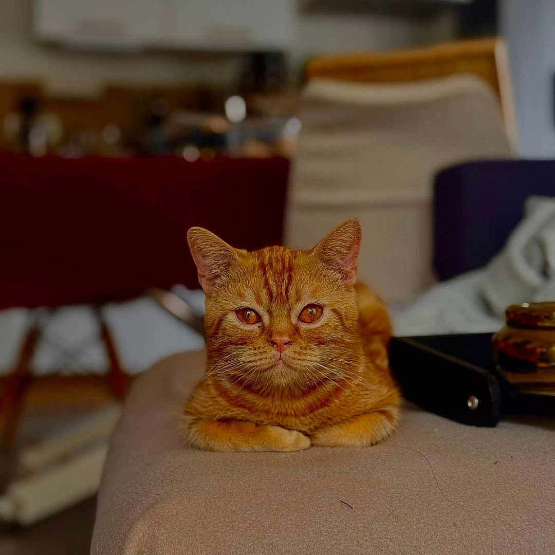Mufasa participe au concours pour gagner de l'argent avec cette photo : animal, cat, couch, cozy, cute, domestic, ears, eyes, furniture, ginger_cat, home, indoor, looking, mammal, orange_fur, pet, portrait, relaxed, resting, whiskers
