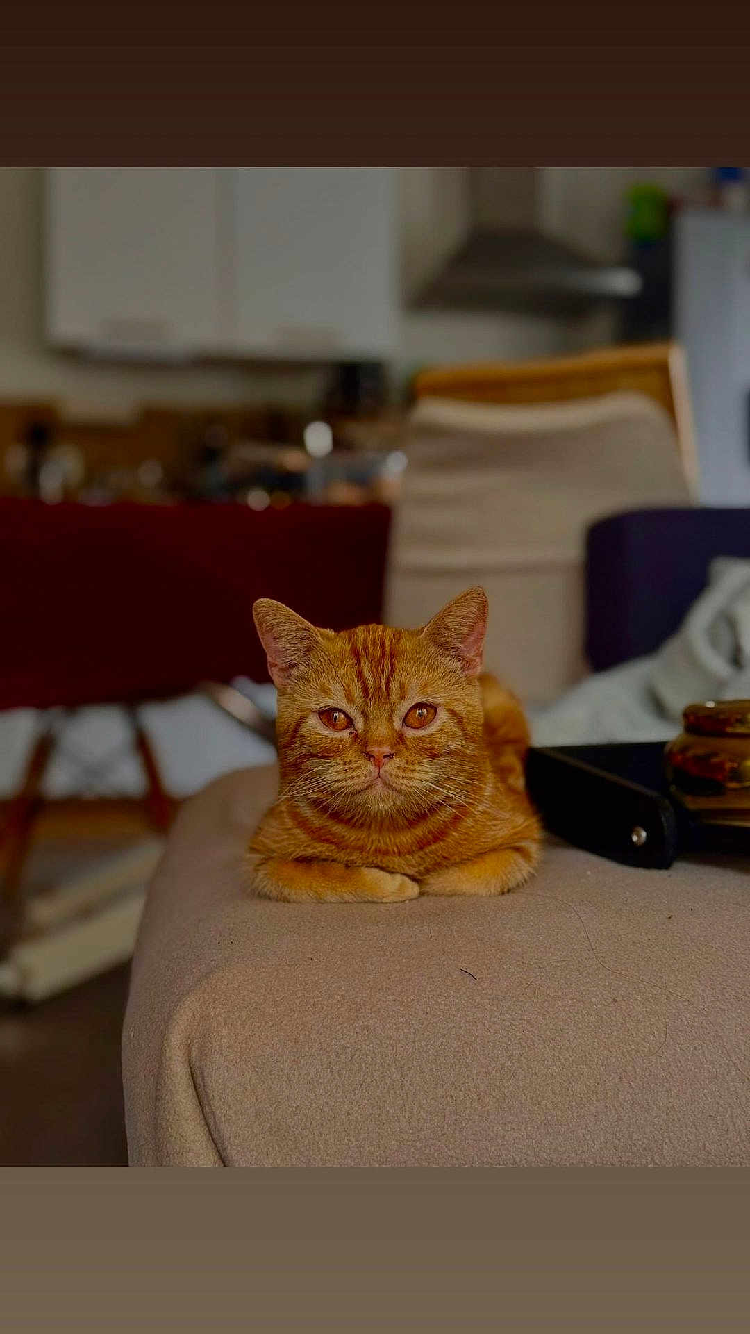 Mufasa participe au concours pour gagner de l'argent avec cette photo : cat, ginger_cat, pet, indoor, couch, furniture, relaxed, animal, portrait, home, cozy, orange_fur, whiskers, ears, eyes, looking, mammal, domestic, cute, resting