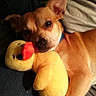 animal, close_up, companion, cozy, cuddling, cute, dog, domestic, furry, indoors, lap, pet, plush_toy, relaxed, resting, snuggling, soft_light, tan_dog, toy, yellow_duck