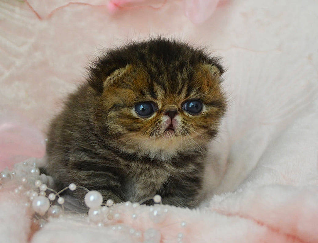Sterling participe au concours pour gagner de l'argent avec cette photo : british_longhair, carnivore, cat, claw, comfort, domestic_short_haired_cat, fawn, felidae, fur, paw, plant, small_to_medium_sized_cats, snout, terrestrial_animal, whiskers