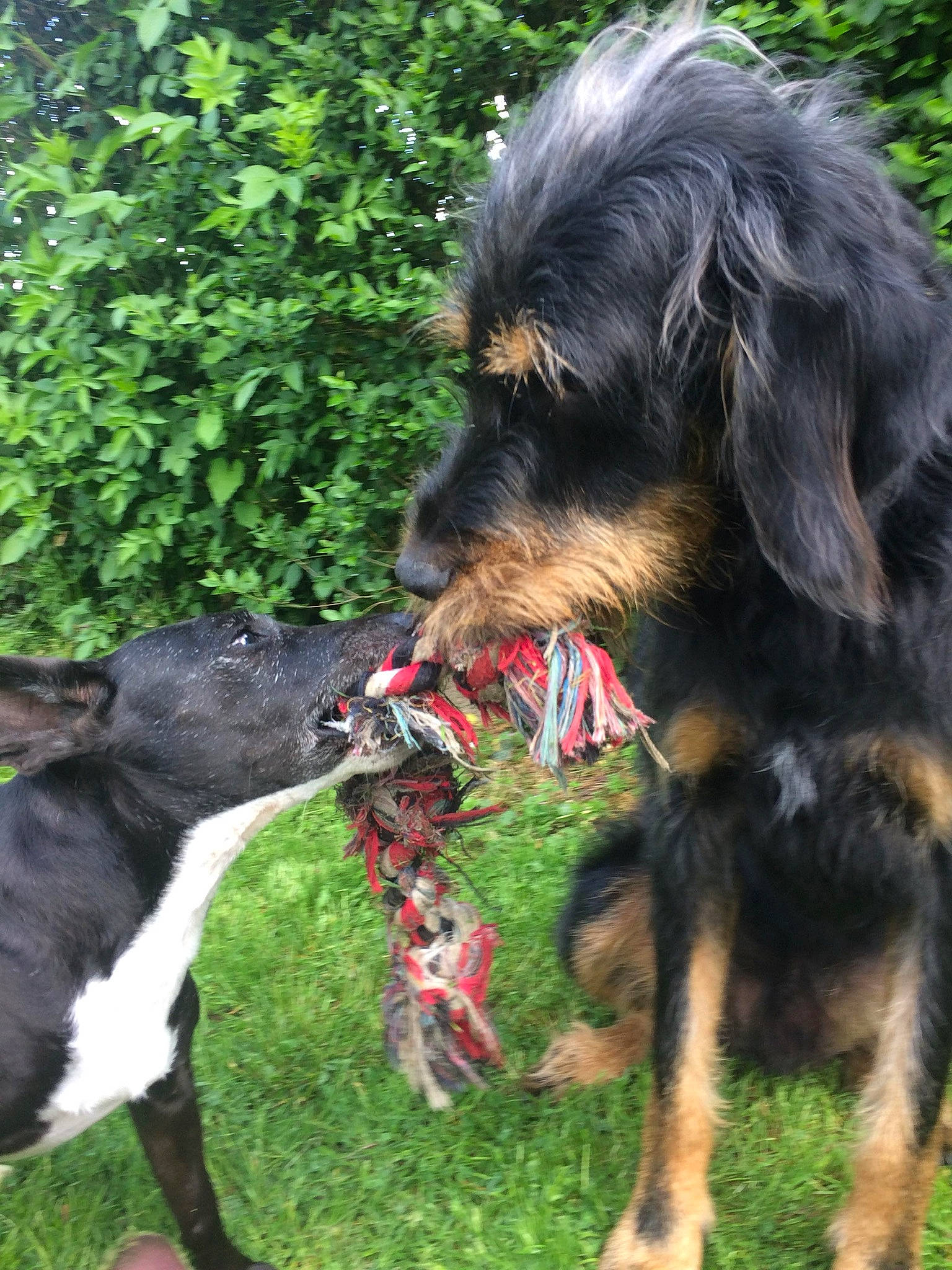 Oslo C a rejoint le concours — aidez-le/la à gagner de superbes lots ! canidae, carnivore, companion_dog, dog, dog_breed, hunting_dog, mammal, rare_breed_dog, sporting_group, tibetan_terrier, vertebrate