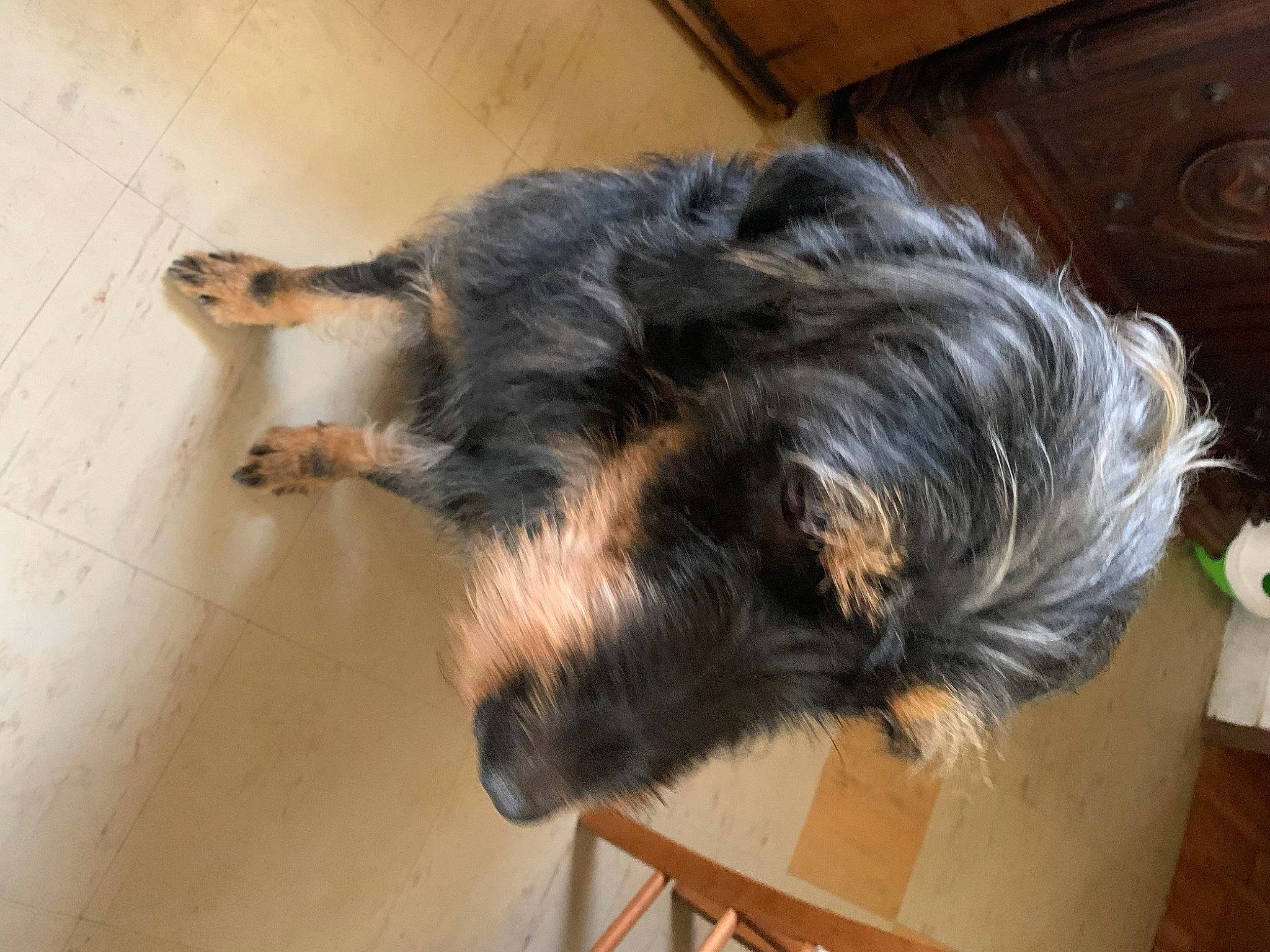 Oslo C participe au concours pour gagner de l'argent avec cette photo : bosnian_coarse_haired_hound, canidae, carnivore, dog, dog_breed, irish_wolfhound, mammal, snout, sporting_group, terrier