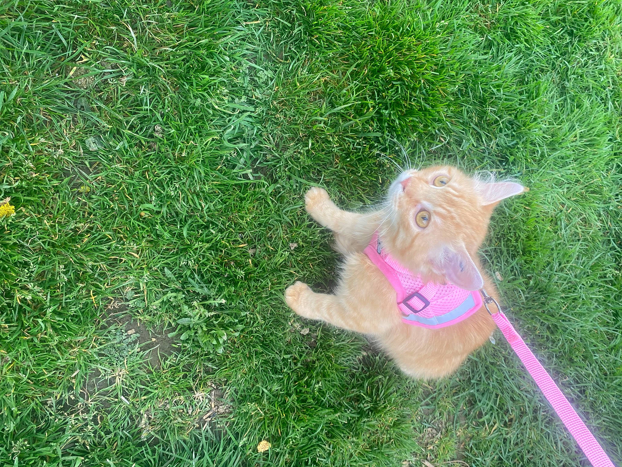 Tina a rejoint le concours — aidez-le/la à gagner de superbes lots ! canidae, carnivore, cat, companion_dog, dog_breed, fawn, felidae, fur, goat, grass, groundcover, lawn, leash, liver, small_to_medium_sized_cats, snout, sporting_group, tail, whiskers, working_animal