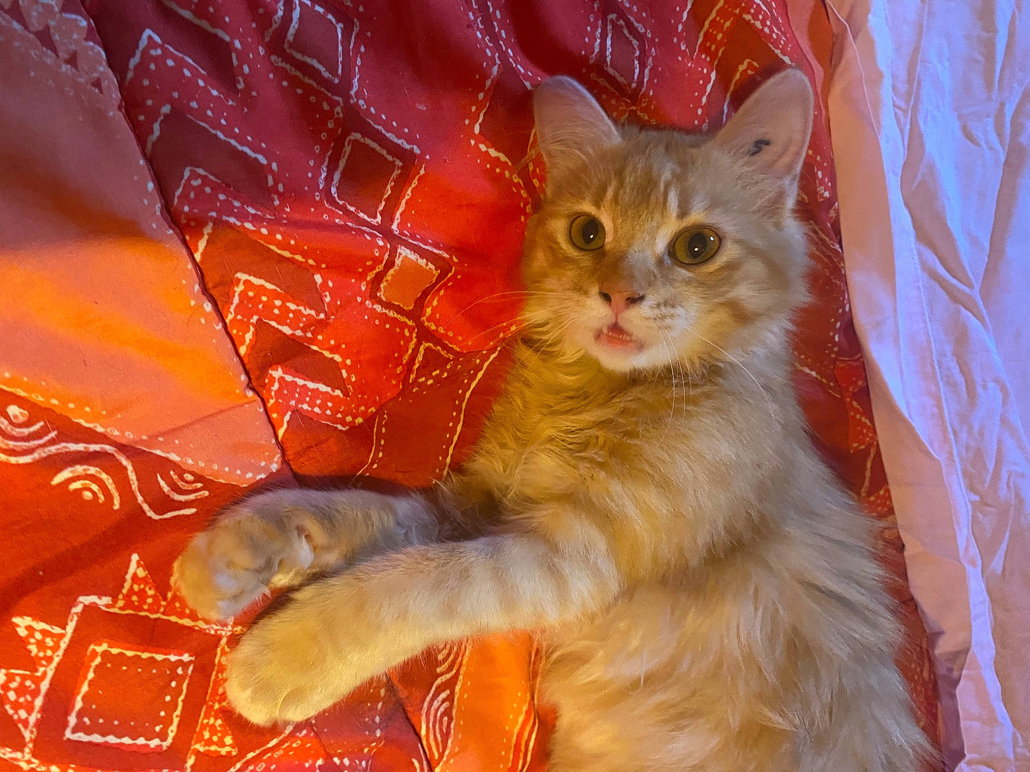 Tina participe au concours pour gagner de l'argent avec cette photo : carnivore, cat, claw, domestic_short_haired_cat, event, fawn, felidae, fur, lap, orange, pattern, paw, peach, sitting, small_to_medium_sized_cats, snout, tail, whiskers