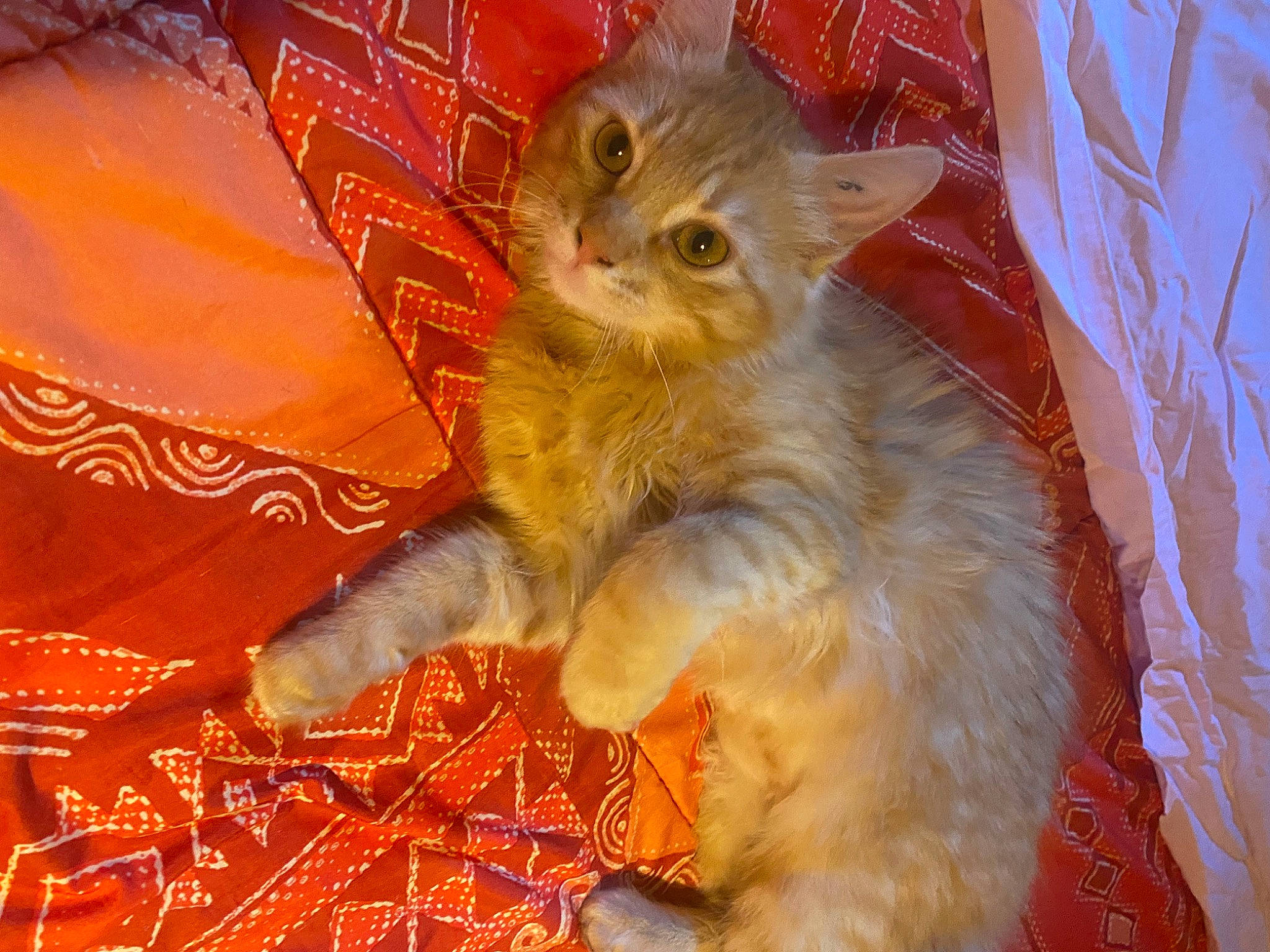 Tina participe au concours pour gagner de l'argent avec cette photo : art, carnivore, cat, christmas, claw, domestic_short_haired_cat, event, fawn, felidae, fur, holiday, orange, pattern, paw, small_to_medium_sized_cats, snout, tail, whiskers, window