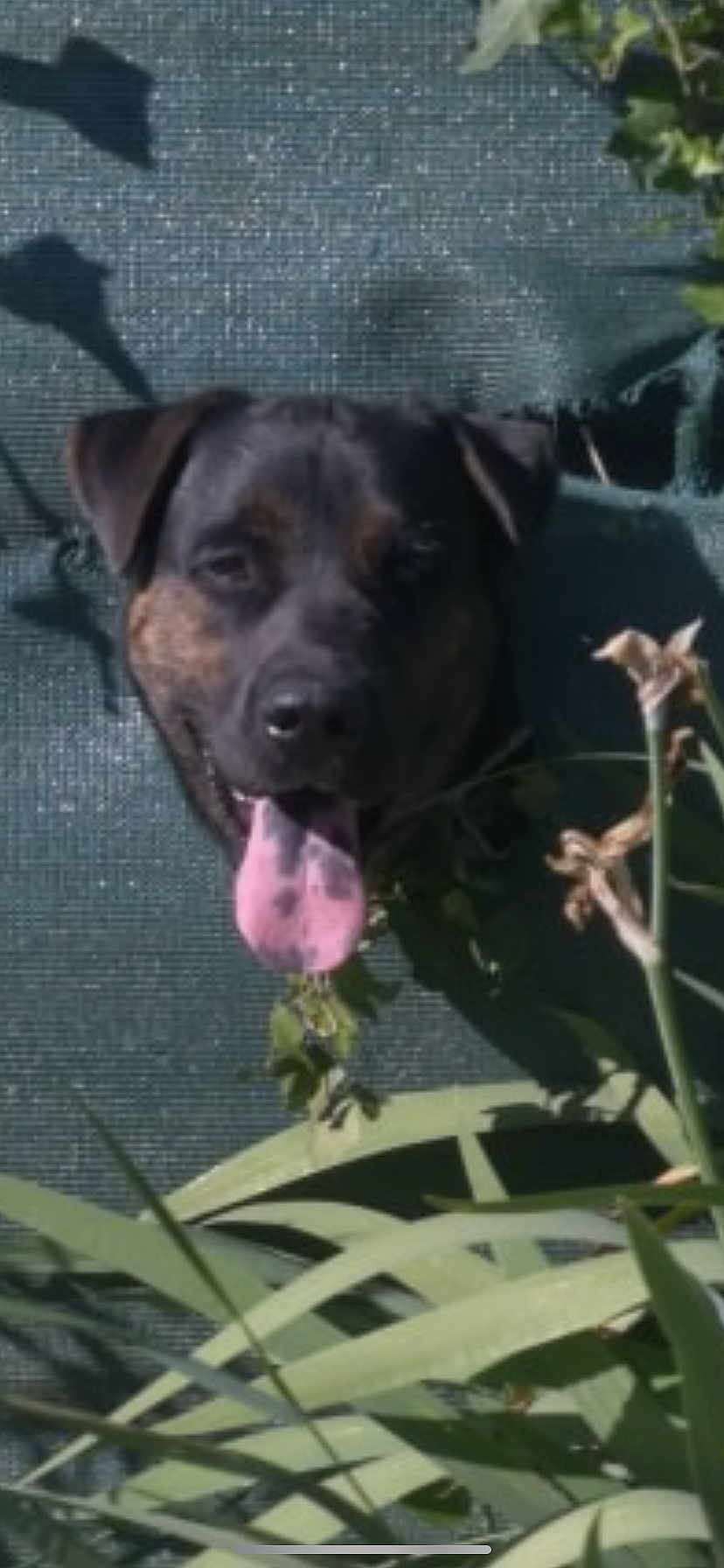 Blacky