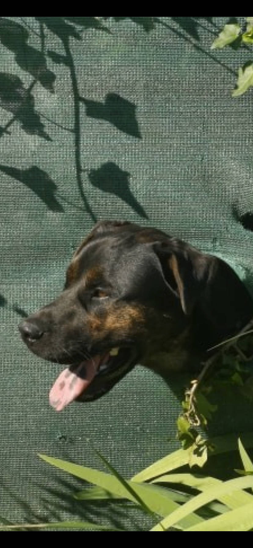 Blacky a rejoint le concours — aidez-le/la à gagner de superbes lots ! canidae, carnivore, dog, dog_breed, fawn, hunting_dog, labrador_retriever, mammal, sporting_group, vertebrate