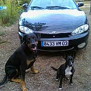 Oslo a rejoint le concours — aidez-le/la à gagner de superbes lots ! car, carnivoran, dog, dog_breed, dog_breed_group, dog_like_mammal, vulnerable_native_breeds