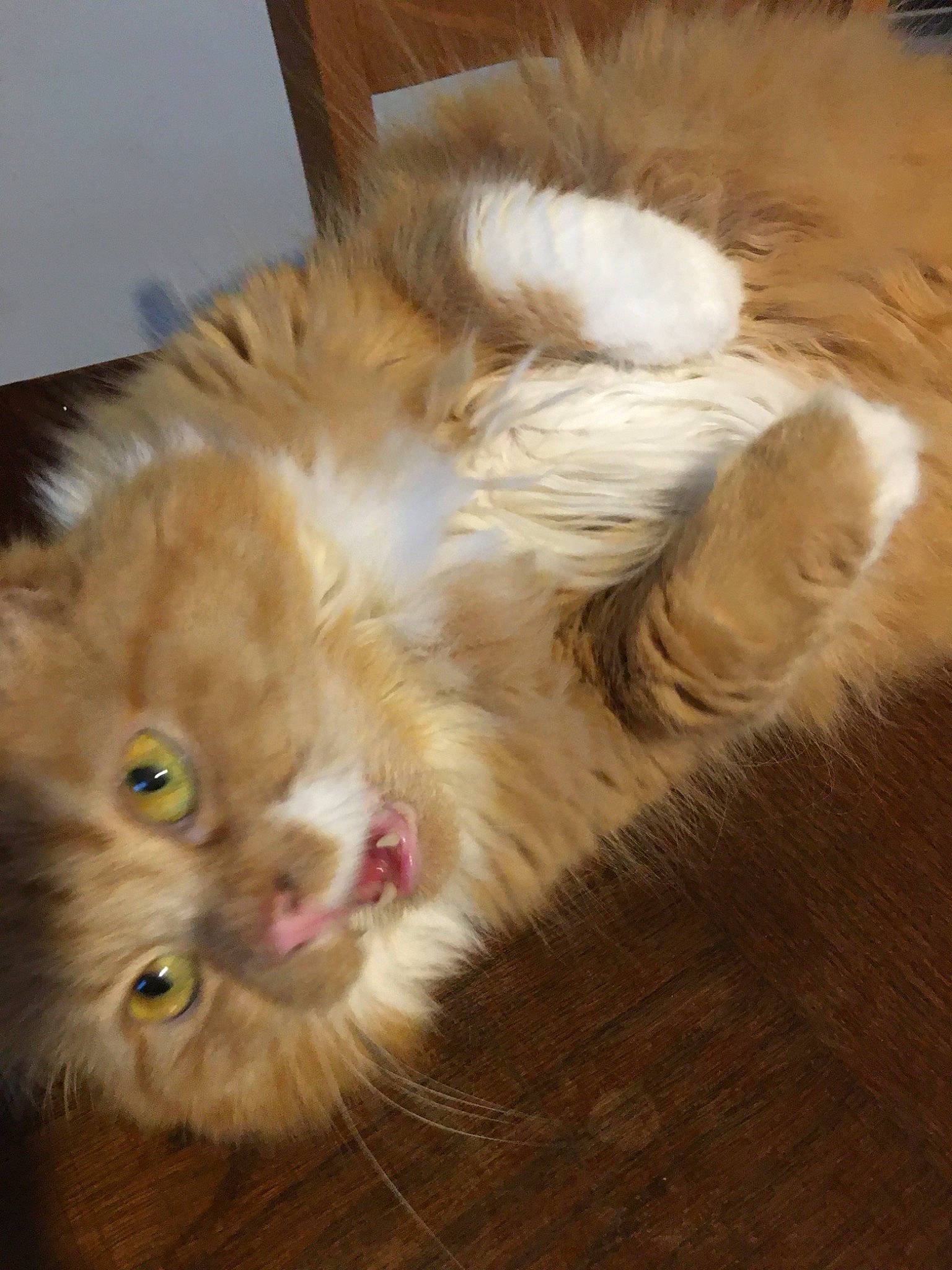 Lina participe au concours pour gagner de l'argent avec cette photo : american_curl, asian_semi_longhair, british_longhair, british_semi_longhair, carnivore, cat, domestic_long_haired_cat, ear, fawn, felidae, fur, kitten, maine_coon, mammal, norwegian_forest_cat, persian, ragamuffin, small_to_medium_sized_cats, whiskers