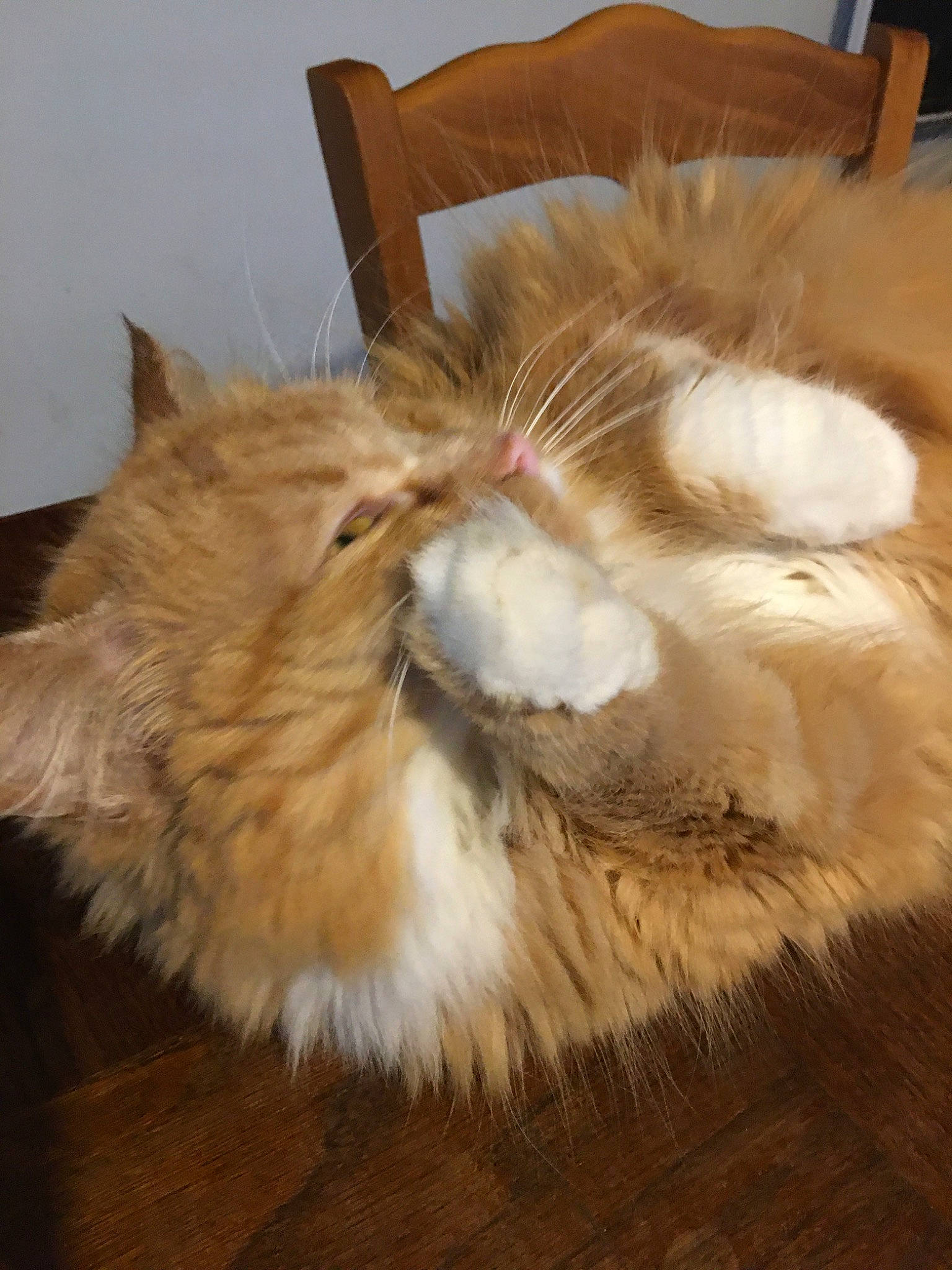 Lina participe au concours pour gagner de l'argent avec cette photo : asian_semi_longhair, carnivore, cat, claw, domestic_long_haired_cat, fawn, felidae, fur, maine_coon, norwegian_forest_cat, persian, ragamuffin, small_to_medium_sized_cats, somali, tail, whiskers