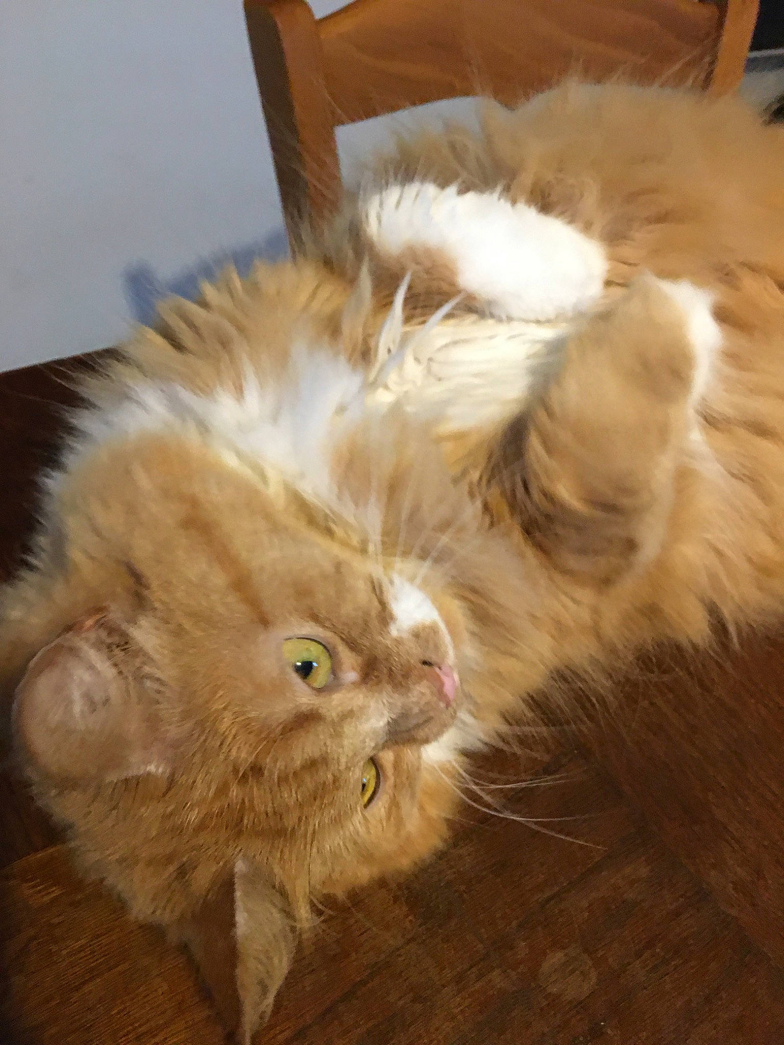 Lina a rejoint le concours — aidez-le/la à gagner de superbes lots ! american_curl, asian_semi_longhair, british_longhair, british_semi_longhair, carnivore, cat, domestic_long_haired_cat, fawn, felidae, fur, maine_coon, norwegian_forest_cat, persian, ragamuffin, small_to_medium_sized_cats, somali, whiskers