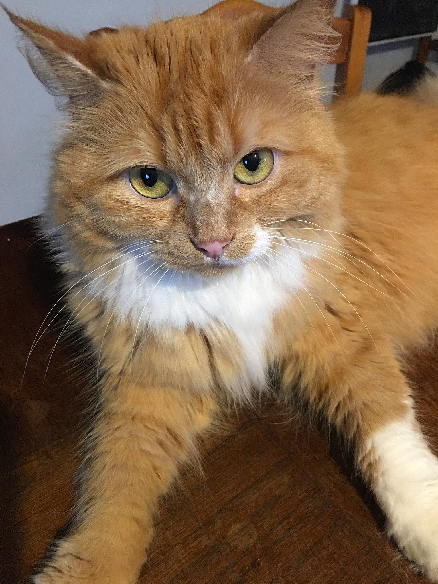 Lina a rejoint le concours — aidez-le/la à gagner de superbes lots ! asian_semi_longhair, british_semi_longhair, carnivore, cat, cymric, domestic_long_haired_cat, fawn, felidae, fur, kitten, kurilian_bobtail, maine_coon, mammal, norwegian_forest_cat, ragamuffin, siberian, small_to_medium_sized_cats, somali, vertebrate, whiskers