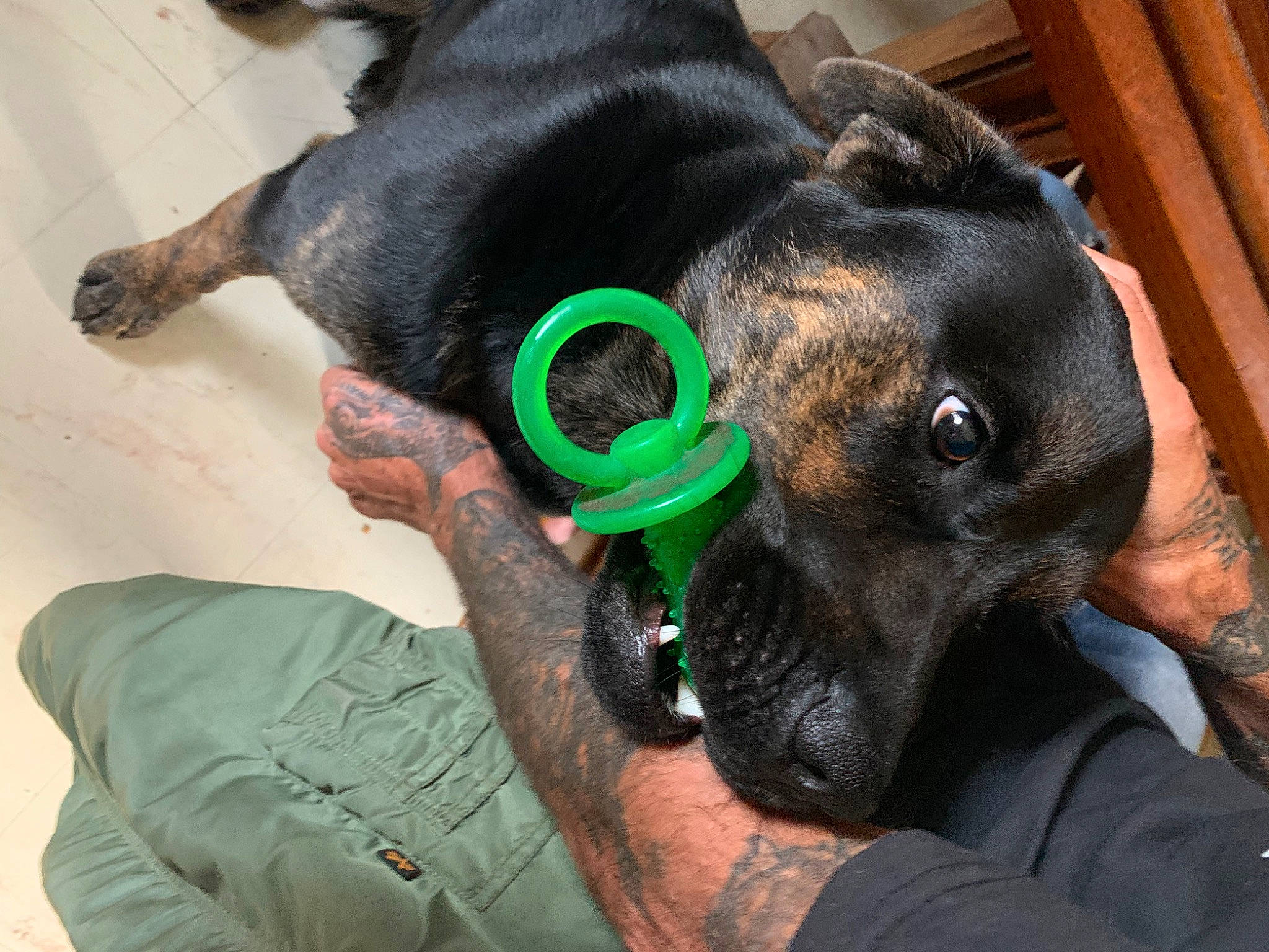 Blacky a rejoint le concours — aidez-le/la à gagner de superbes lots ! canidae, carnivore, dog, dog_breed, dog_collar, ear, fawn, feist, guard_dog, patterdale_terrier, puppy, snout, sporting_group, whiskers