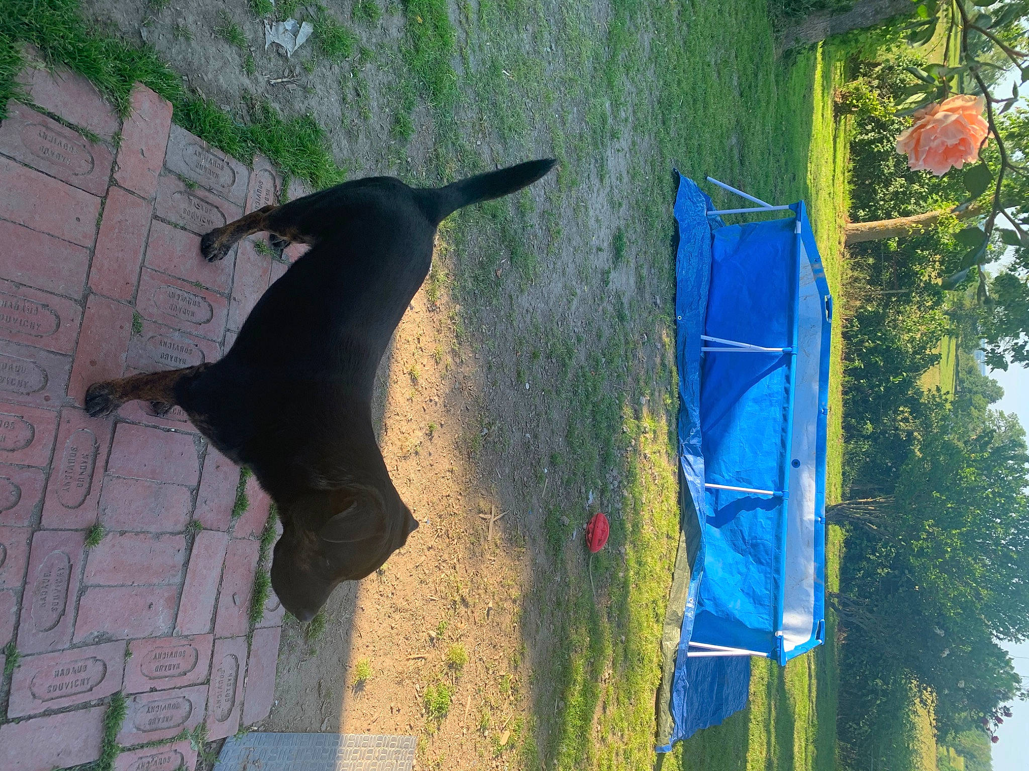 Blacky participe au concours pour gagner de l'argent avec cette photo : canidae, sporting_group, tail