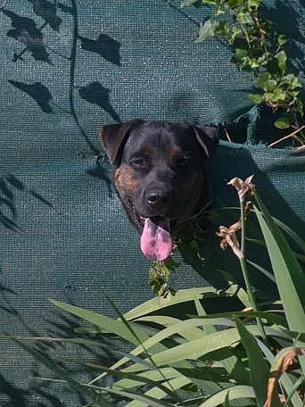 Blacky