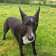 Melia participe au concours pour gagner de l'argent avec cette photo : carnivoran, dog, dog_breed, dog_breed_group, dog_like_mammal, snout, sporting_group