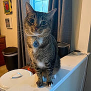 Fredrick joined the competition — help win amazing prizes! cat, tabby, indoor, pet, collar, curious, ledges, window, curtains, household, domestic, feline, whiskers, tag, fur, mammal, animal, portrait, sitting, ears