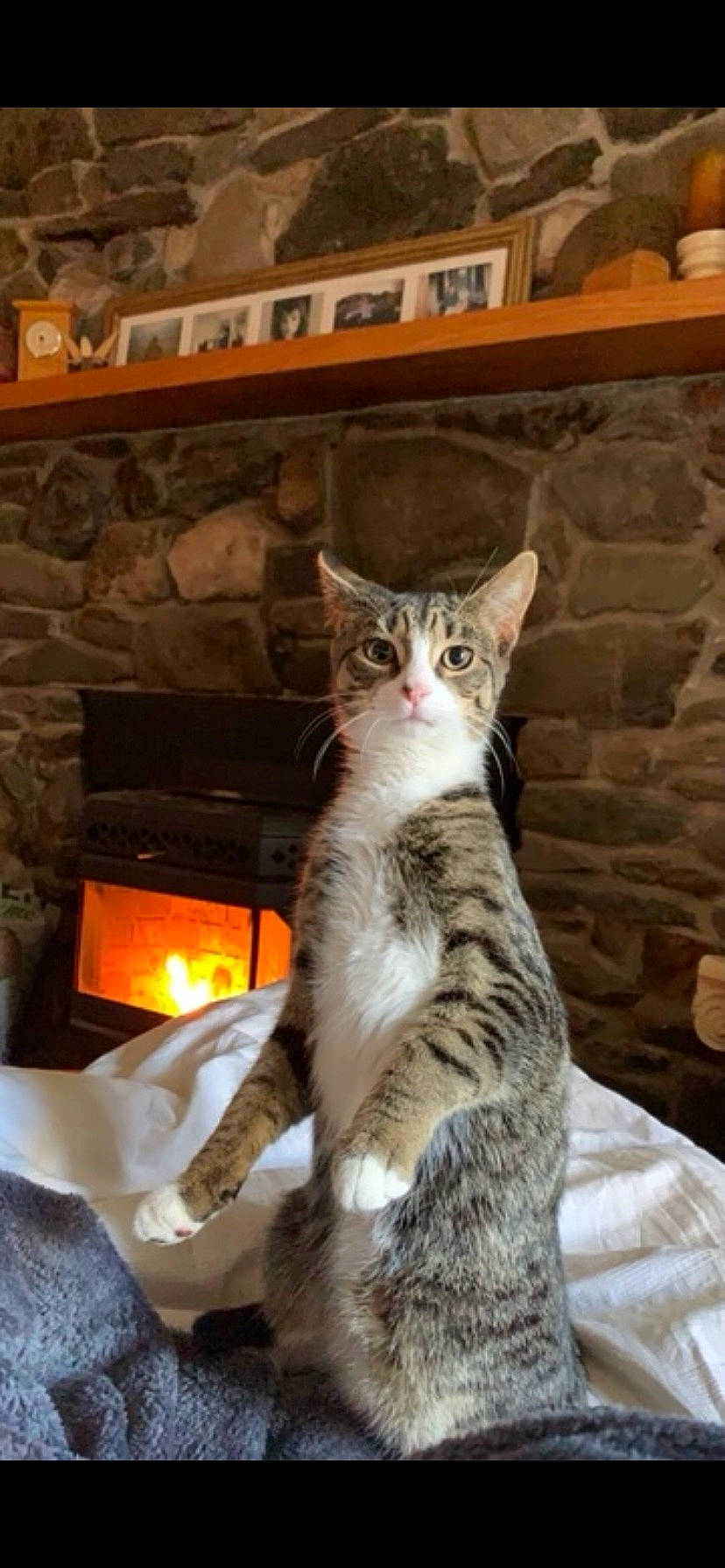 Joe joined the competition — help win amazing prizes! carnivore, cat, claw, comfort, domestic_short_haired_cat, felidae, fireplace, fur, gas, hearth, paw, shelf, sitting, small_to_medium_sized_cats, snout, tail, terrestrial_animal, whiskers, wood, wood_burning_stove