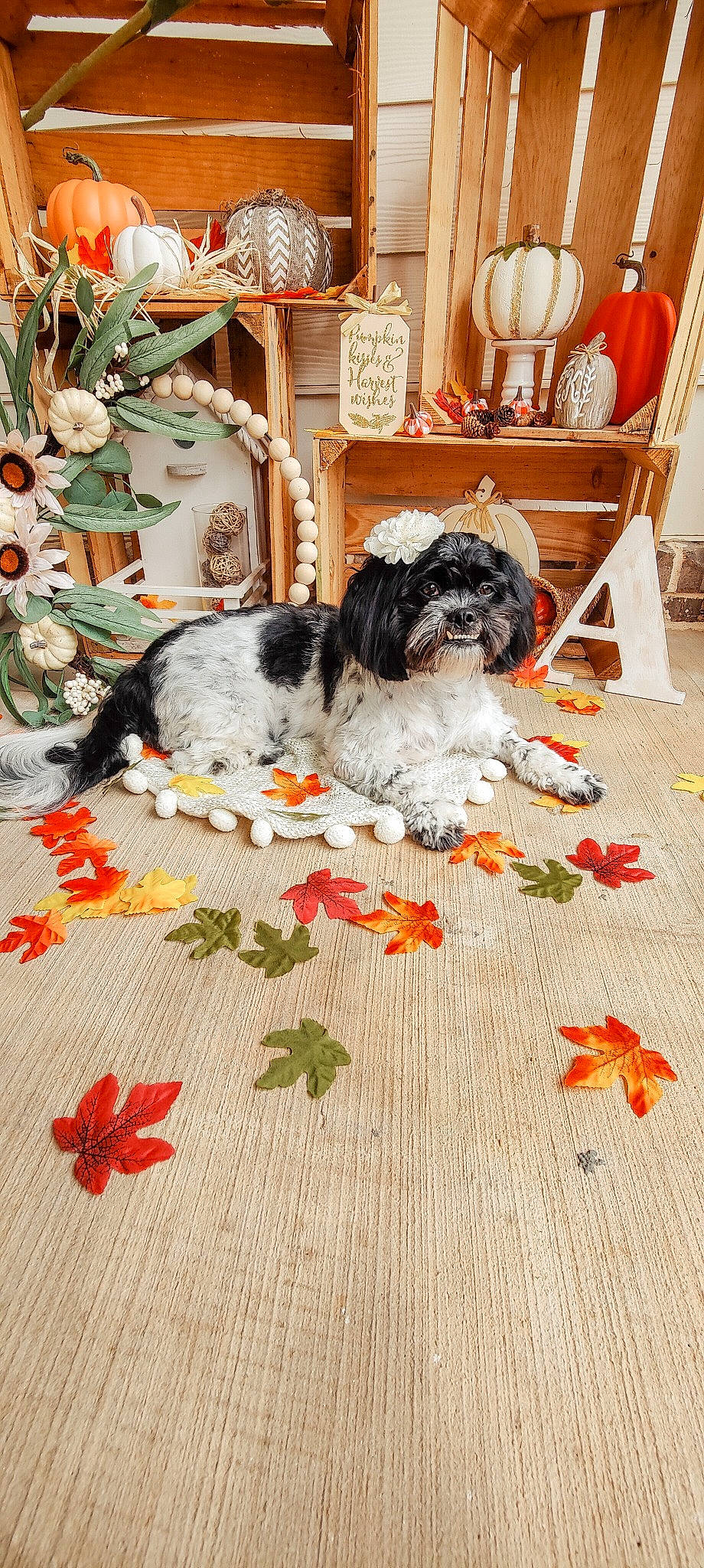 Allie joined the competition — help win amazing prizes! art, carnivore, chair, companion_dog, creative_arts, dog, dog_breed, flooring, flower, linens, living_room, pattern, petal, plant, room, sporting_group, textile, toy_dog, wood, working_animal