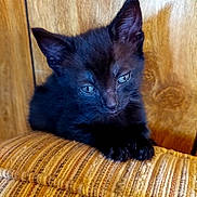 Selena is registered to the contest to win money with this photo: black_kitten, cat, kitten, animal, pet, feline, cute, cushion, striped, texture, wooden_background, indoor, small, fur, ears, whiskers, paws, resting, curious, adorable