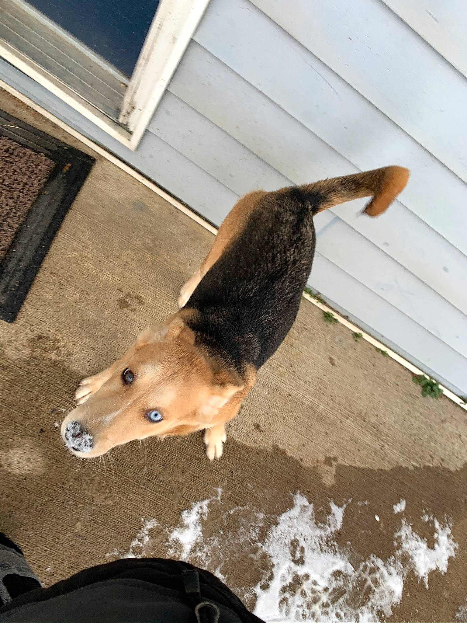 Chica is registered to the contest to win money with this photo: canidae, carnivore, dog, dog_breed, fawn, snout, street_dog