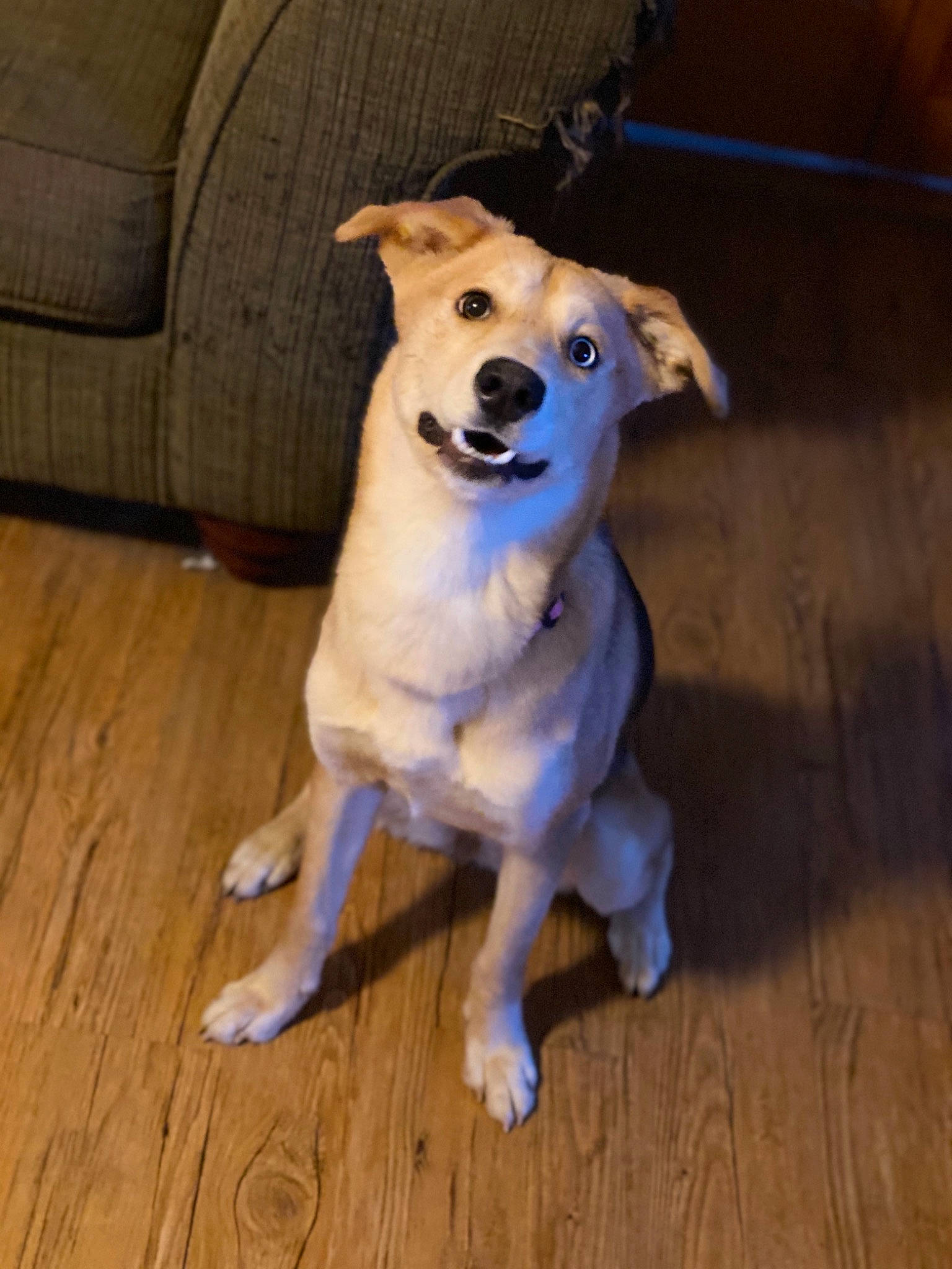 Chica joined the competition — help win amazing prizes! canidae, carnivore, carolina_dog, companion_dog, dog, dog_breed, fawn, feist, floor, flooring, hardwood, mammal, paw, potcake_dog, puppy, rare_breed_dog, snout, sporting_group, whiskers, wood