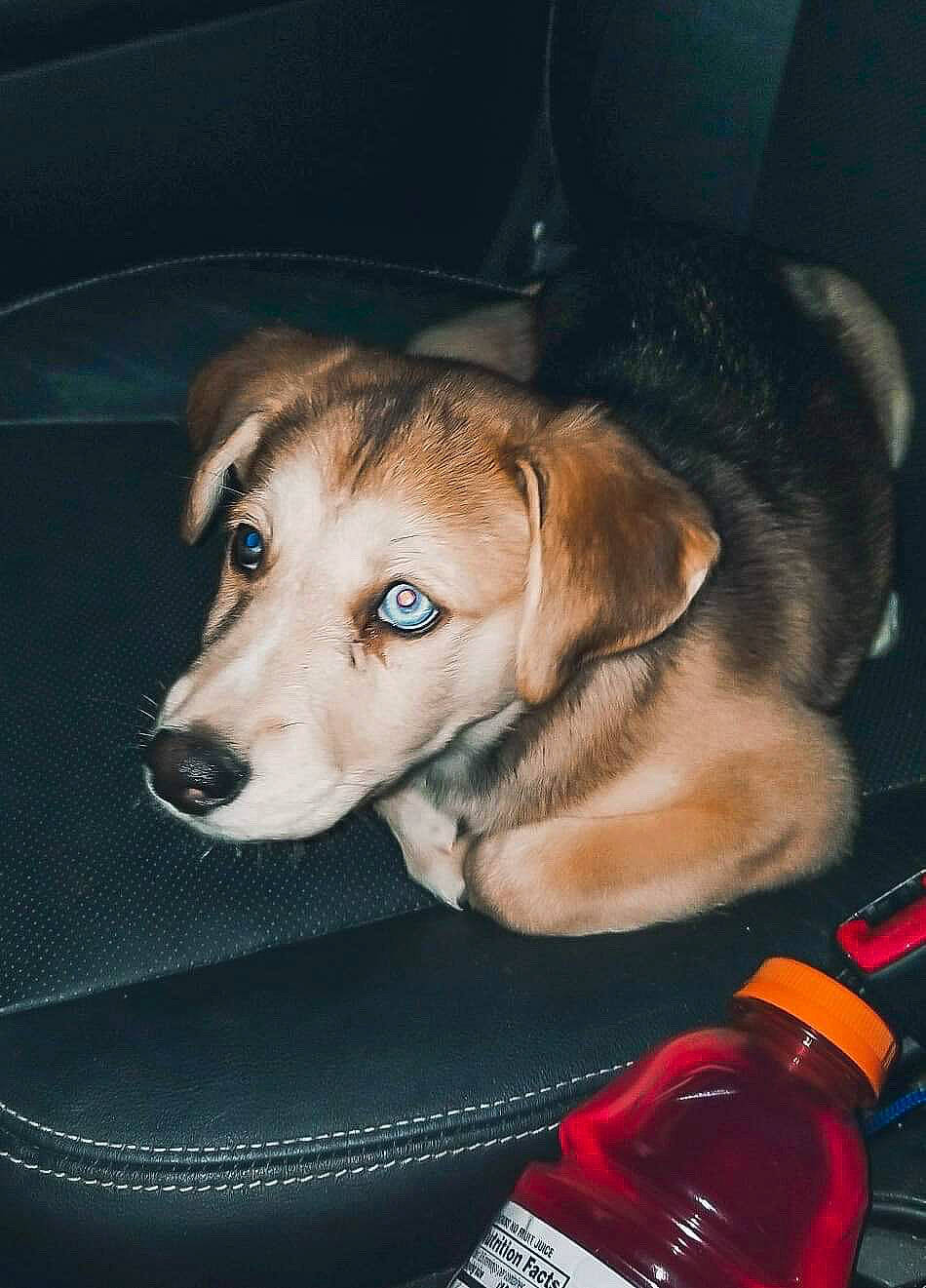 Chica joined the competition — help win amazing prizes! canidae, carnivore, dog, dog_breed, drinking, ear, eye, photography, plastic_bottle, puppy, snout, sporting_group, working_dog