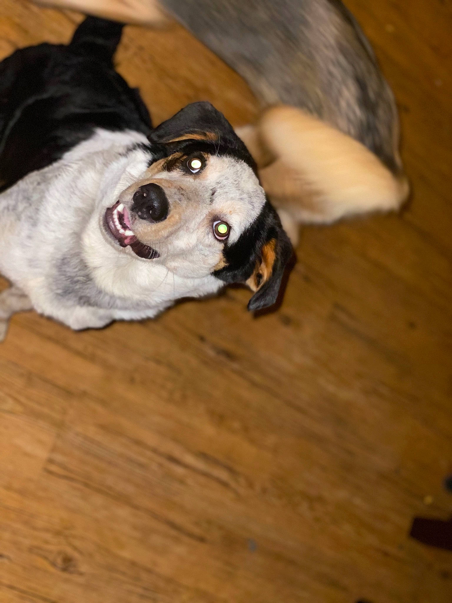 Bandit is registered to the contest to win money with this photo: alaskan_malamute, australian_shepherd, canidae, carnivore, dog, dog_breed, floor, hardwood, labrador_husky, mammal, paw, siberian_husky, snout, sporting_group, vertebrate