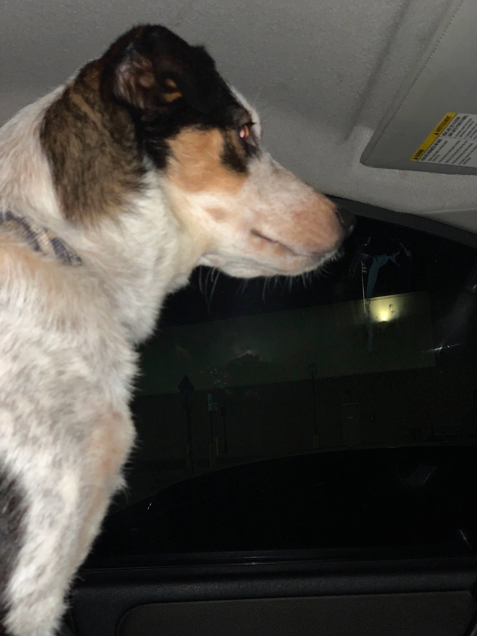 Bandit joined the competition — help win amazing prizes! borzoi, canidae, carnivore, companion_dog, dog, dog_breed, fox_terrier, rare_breed_dog, silken_windhound, sporting_group