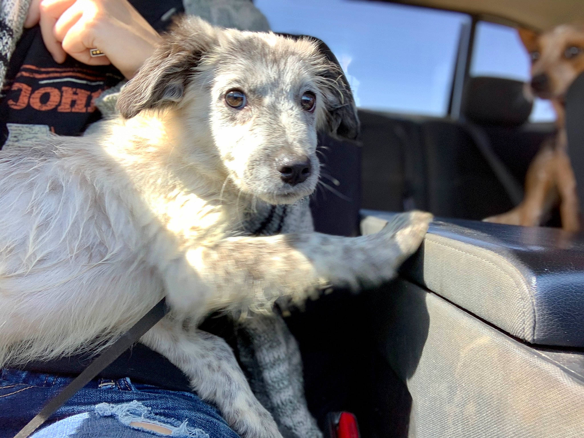 Drax is registered to the contest to win money with this photo: american_staghound, borzoi, canidae, carnivore, companion_dog, dog, dog_breed, fox_terrier, irish_wolfhound, longhaired_whippet, lurcher, mammal, rare_breed_dog, scottish_deerhound, sighthound, silken_windhound, sporting_group, vertebrate