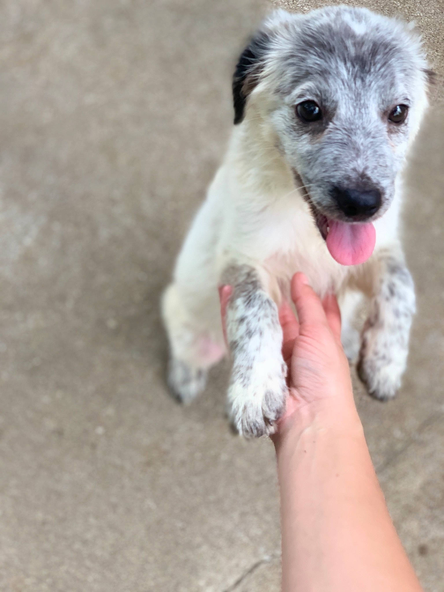 Drax joined the competition — help win amazing prizes! canidae, carnivore, companion_dog, dog, dog_breed, mammal, non_sporting_group, puppy, rare_breed_dog, sporting_group, street_dog, vertebrate