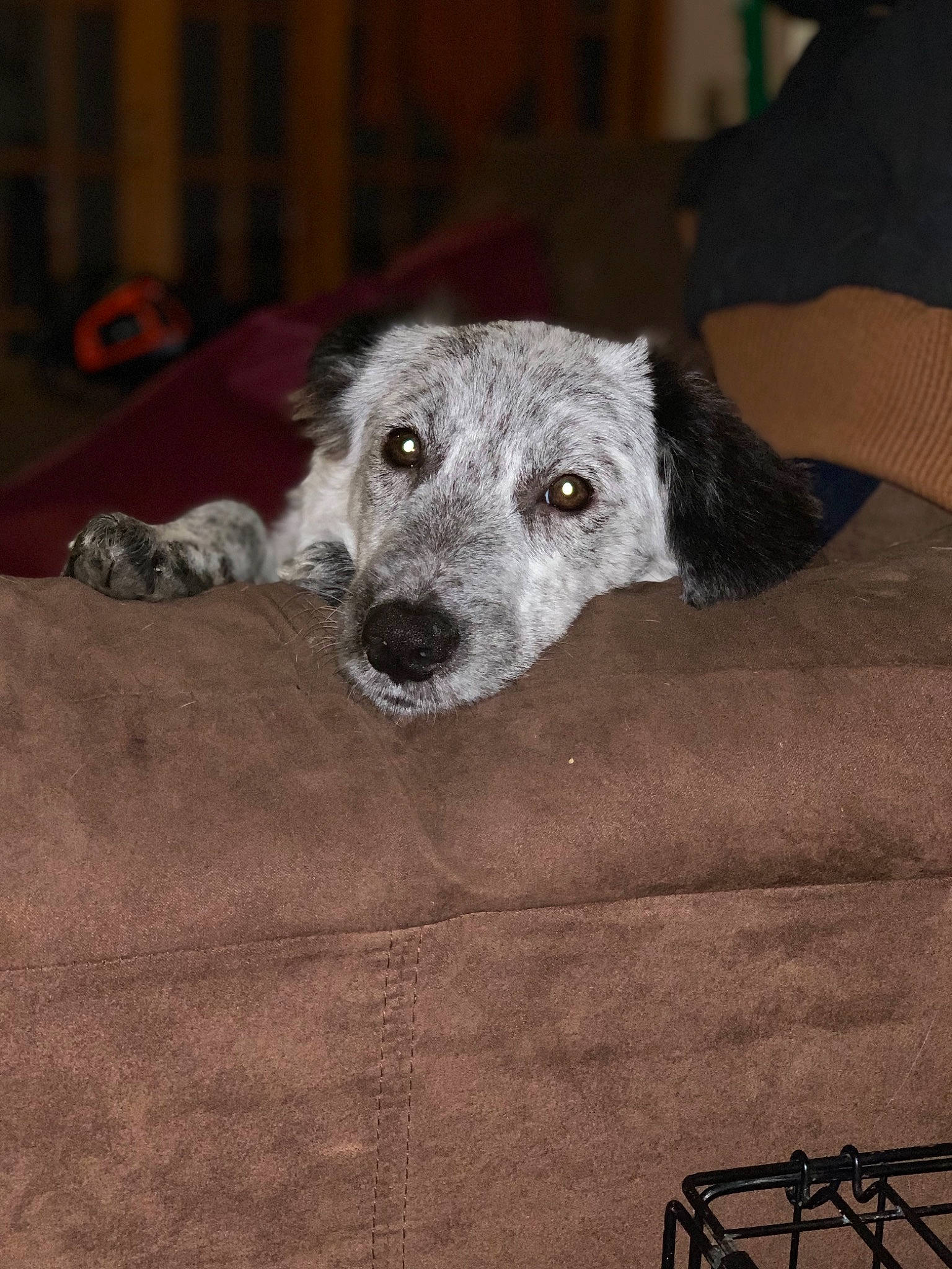 Drax is registered to the contest to win money with this photo: canidae, carnivore, dog, dog_breed, irish_wolfhound, lurcher, mammal, rare_breed_dog, scottish_deerhound, snout, sporting_group, vertebrate