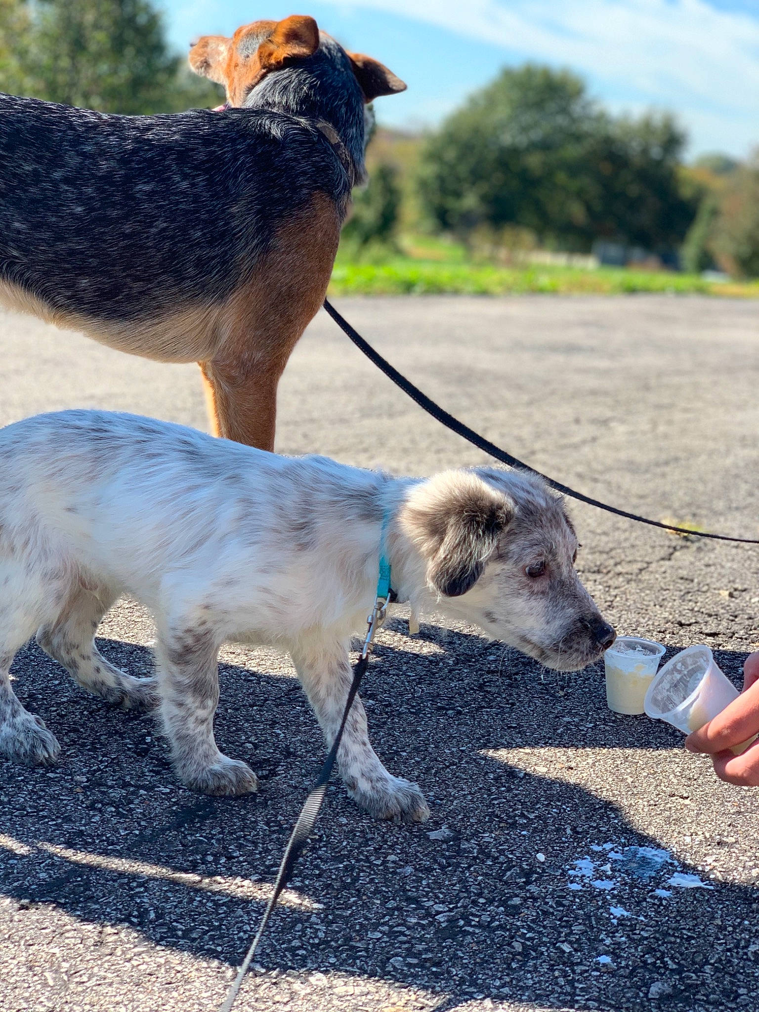 Drax joined the competition — help win amazing prizes! australian_cattle_dog, canidae, carnivore, dog, dog_breed, fawn, goat, goats, leash, mammal, snout, sporting_group, vertebrate