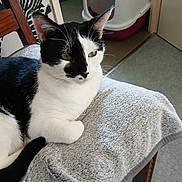 Bianca a rejoint le concours — aidez-le/la à gagner de superbes lots ! cat, black_and_white, green_eyes, blanket, chair, indoor, pet_litter_box, zebra_pattern, relaxed, fur, whiskers, tail, ear, floor, door, wooden_chair, soft_texture, resting, domestic_cat, household