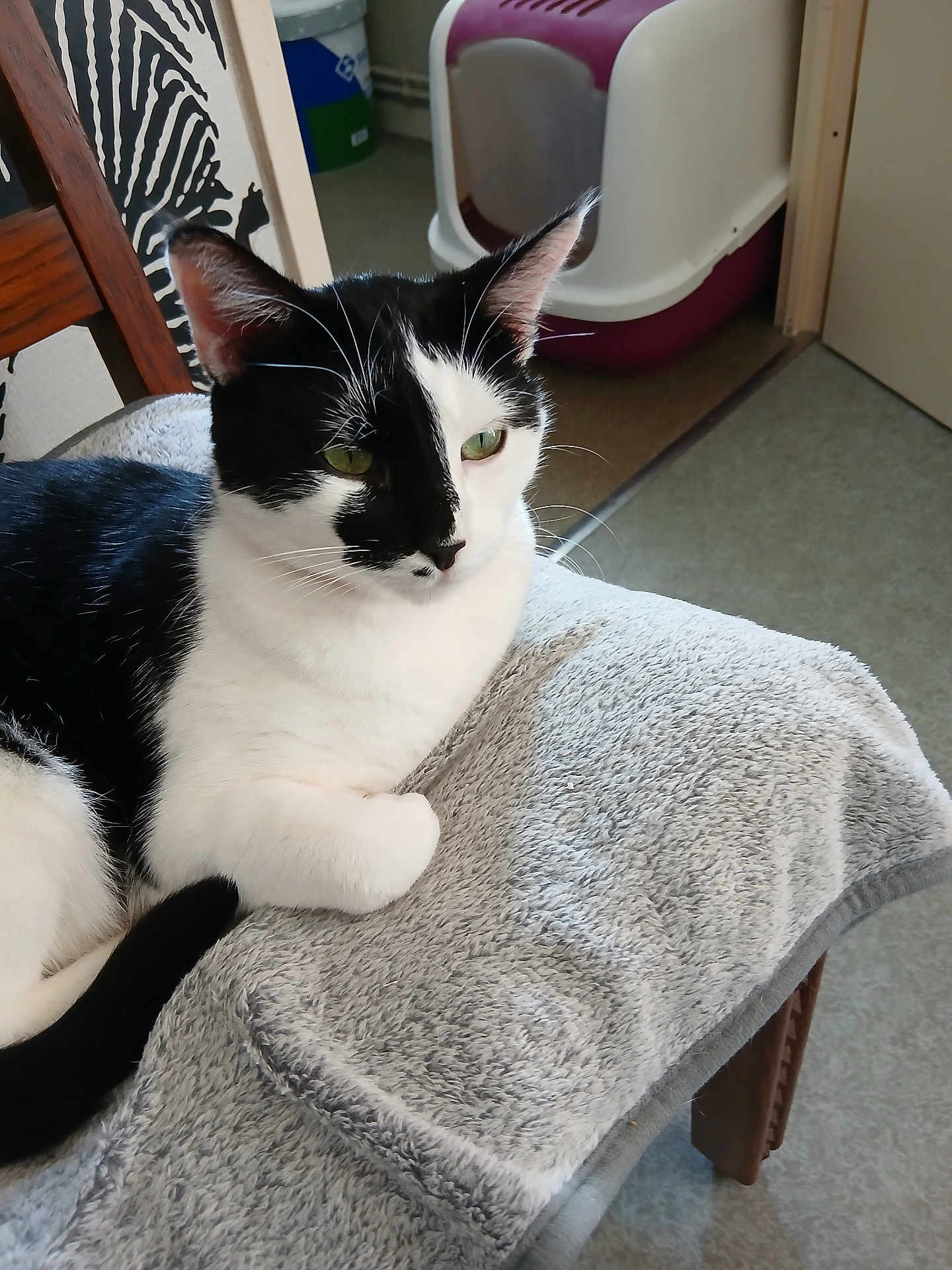 Bianca a rejoint le concours — aidez-le/la à gagner de superbes lots ! cat, black_and_white, green_eyes, blanket, chair, indoor, pet_litter_box, zebra_pattern, relaxed, fur, whiskers, tail, ear, floor, door, wooden_chair, soft_texture, resting, domestic_cat, household