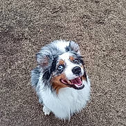 Urano a rejoint le concours — aidez-le/la à gagner de superbes lots ! dog, australian_shepherd, blue_eyes, fluffy_fur, happy, looking_up, outdoor, grass, dry_grass, pet, canine, animal, nature, mammal, friendly, playful, tongue_out, ears_up, alert, cute