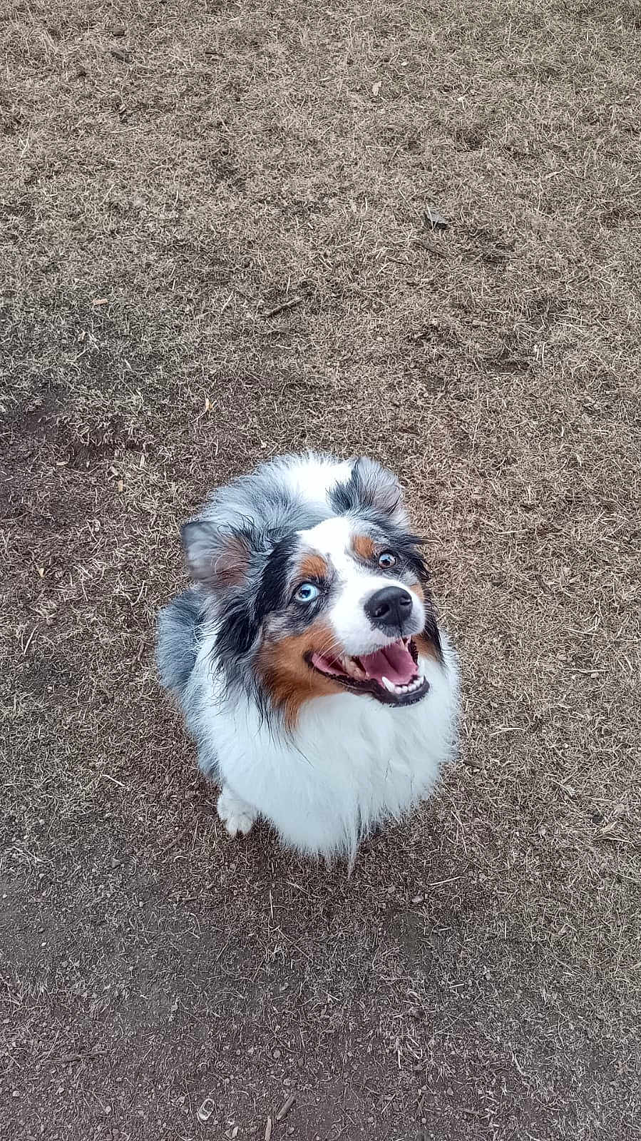 Urano a rejoint le concours — aidez-le/la à gagner de superbes lots ! dog, australian_shepherd, blue_eyes, fluffy_fur, happy, looking_up, outdoor, grass, dry_grass, pet, canine, animal, nature, mammal, friendly, playful, tongue_out, ears_up, alert, cute
