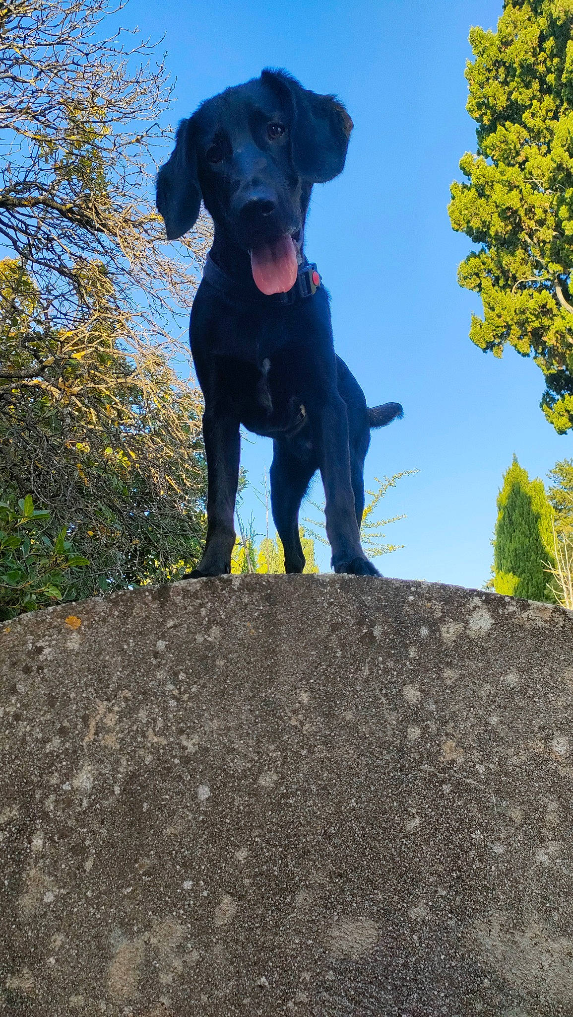 Bobby participe au concours pour gagner de l'argent avec cette photo : borador, canidae, carnivore, collar, companion_dog, dog, dog_breed, dog_collar, electric_blue, fawn, guard_dog, gun_dog, hunting_dog, plant, sky, sporting_group, tree, working_animal, working_dog