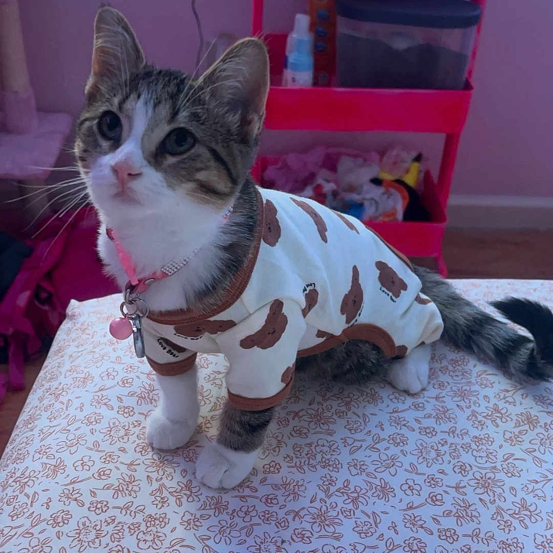 Autumn joined the competition — help win amazing prizes! animal, architecture, bed, building, cat, diningroom, diningtable, face, furniture, head, indoors, interiordesign, kitten, livingroom, person, pet, photography, portrait, room, table