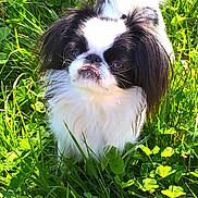 Maya a rejoint le concours — aidez-le/la à gagner de superbes lots ! dog, small_dog, fluffy, black_and_white, long_hair, sitting, outdoors, grass, clover, garden, animal, pet, portrait, front_view, serious_expression, sunlight, natural_light, greenery, tail, cute
