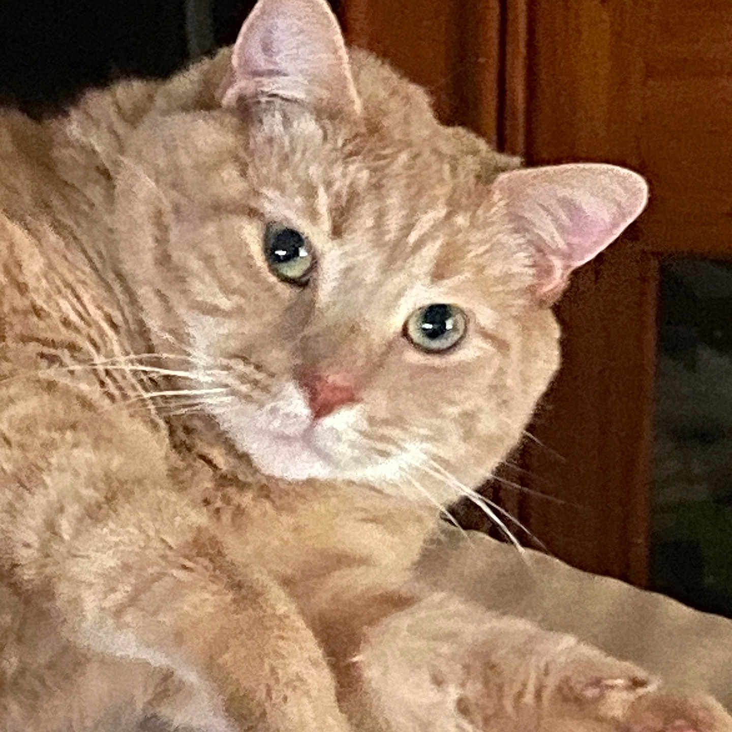Cheeto