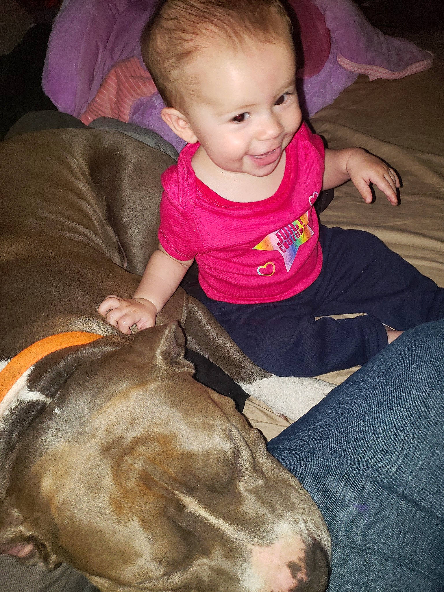 Veronica is registered to the contest to win money with this photo: american_pit_bull_terrier, american_staffordshire_terrier, canidae, carnivore, child, dog, dog_breed, ear, fawn, non_sporting_group, person, pit_bull, play, sporting_group, toddler, weimaraner