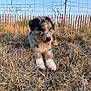 Nouky-Prince participe au concours pour gagner de l'argent avec cette photo : puppy, dog, grass, outdoor, fence, blue_sky, happy, animal, nature, playful, canine, fur, pet, young, tongue_out, sunlight, field, cute, muzzle, ears