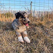 Nouky-Prince participe au concours pour gagner de l'argent avec cette photo : puppy, dog, grass, outdoor, fence, blue_sky, sunlight, tongue_out, happy, fluffy, nature, wire_fence, animal, pet, young_dog, summer, playful, resting, brown, white
