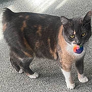 Sassy is registered to the contest to win money with this photo: cat, feline, pet, animal, indoor, carpet, toy, colorful, fur, whiskers, paws, playful, domestic, cute, standing, looking, mouth, ball, gray, orange