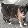 cat, feline, pet, animal, indoor, carpet, toy, colorful, fur, whiskers, paws, playful, domestic, cute, standing, looking, mouth, ball, gray, orange