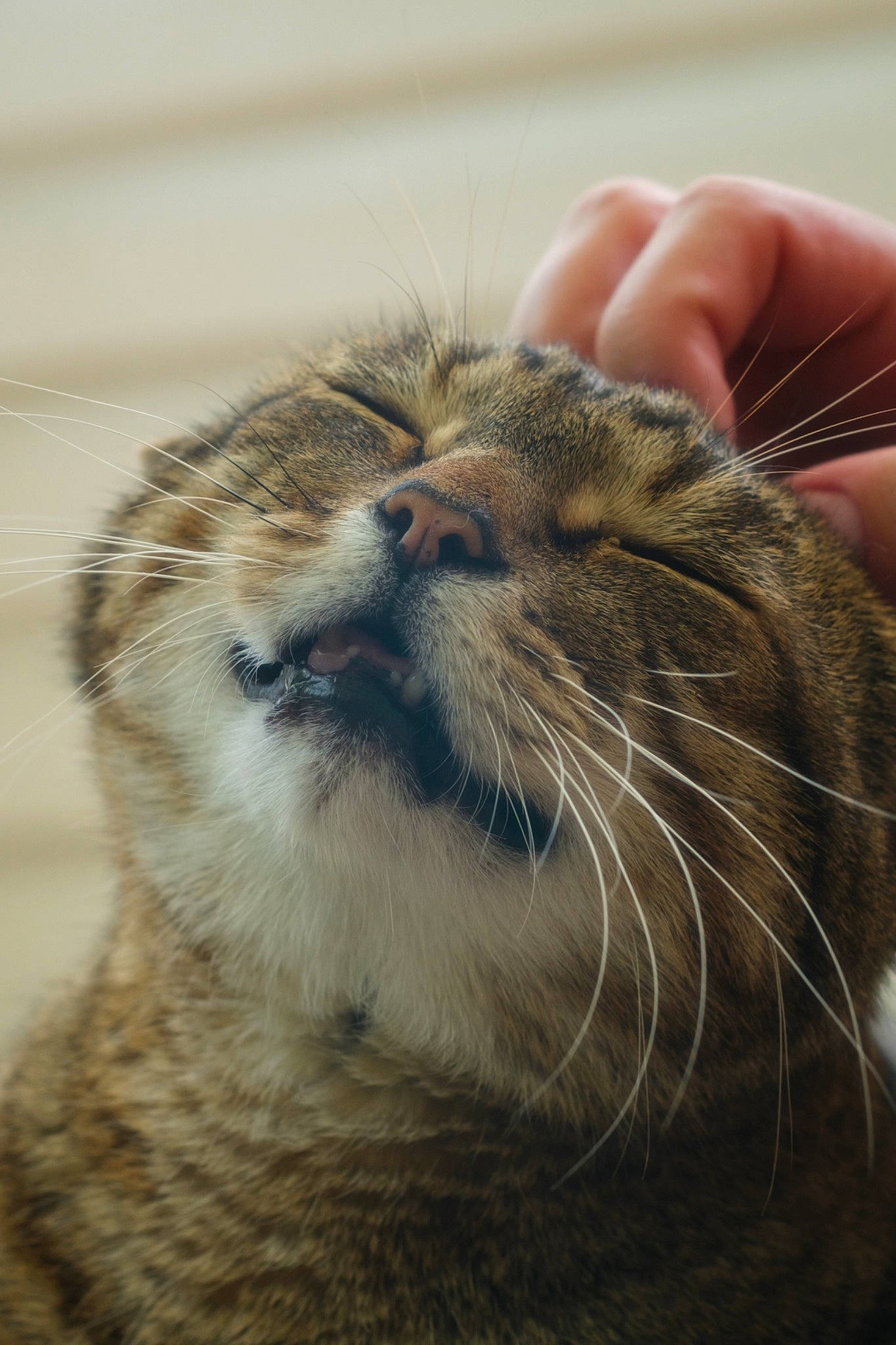 Roman is registered to the contest to win money with this photo: carnivore, cat, claw, domestic_short_haired_cat, fawn, felidae, fur, nail, paw, small_to_medium_sized_cats, snout, terrestrial_animal, whiskers, wildlife