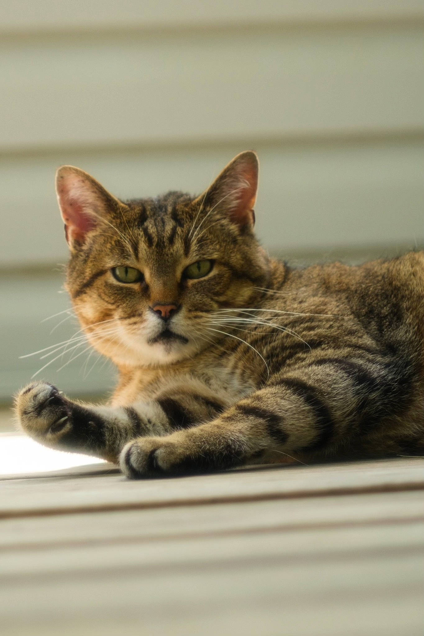 Roman is registered to the contest to win money with this photo: carnivore, cat, claw, domestic_short_haired_cat, felidae, fur, paw, small_to_medium_sized_cats, snout, tail, terrestrial_animal, whiskers, wildlife
