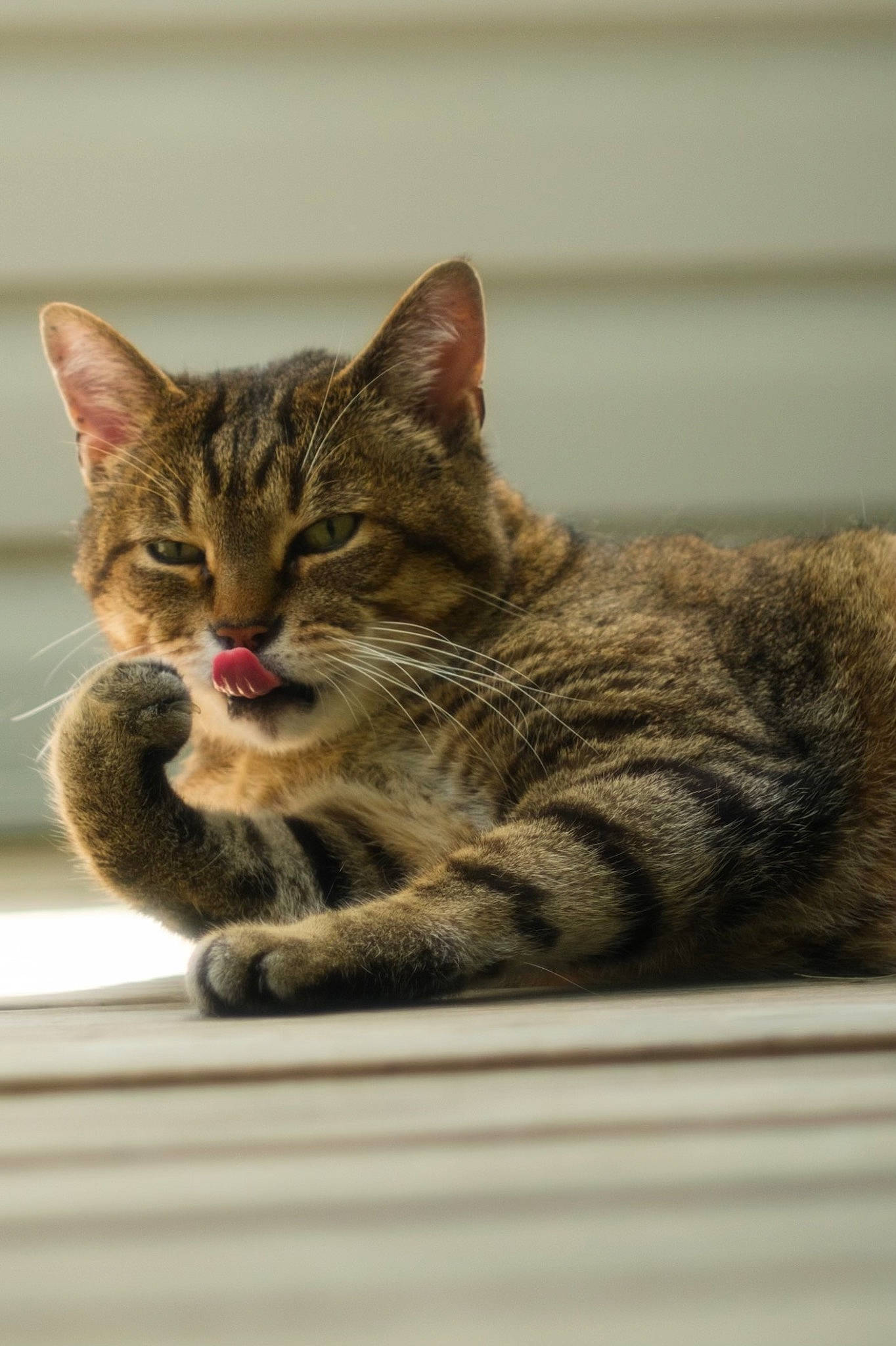Roman is registered to the contest to win money with this photo: carnivore, cat, domestic_short_haired_cat, felidae, fur, mammal, paw, sitting, small_to_medium_sized_cats, snout, terrestrial_animal, vertebrate, whiskers, window