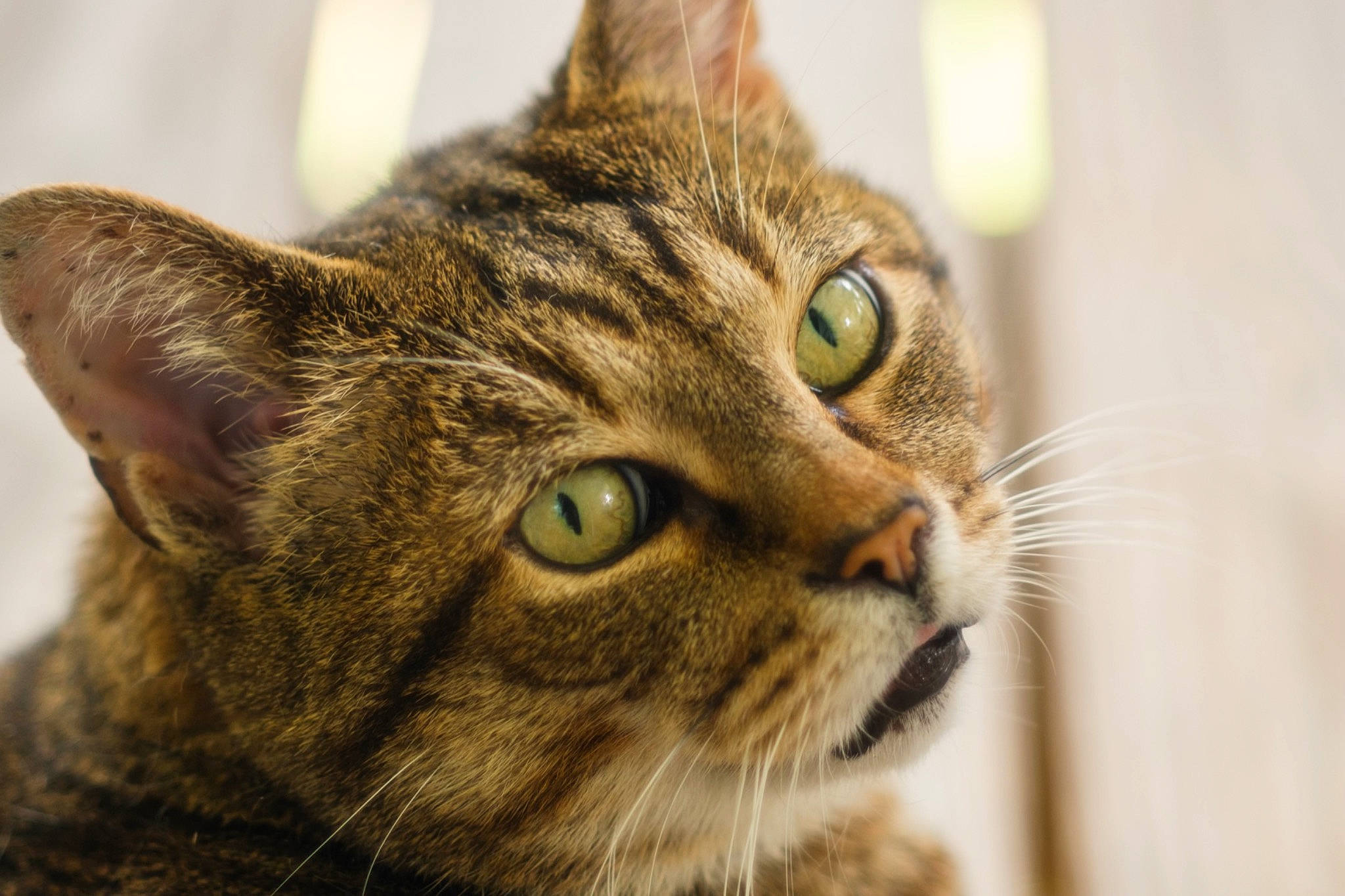 Roman joined the competition — help win amazing prizes! carnivore, cat, close_up, domestic_short_haired_cat, felidae, fur, small_to_medium_sized_cats, snout, terrestrial_animal, whiskers, wildlife